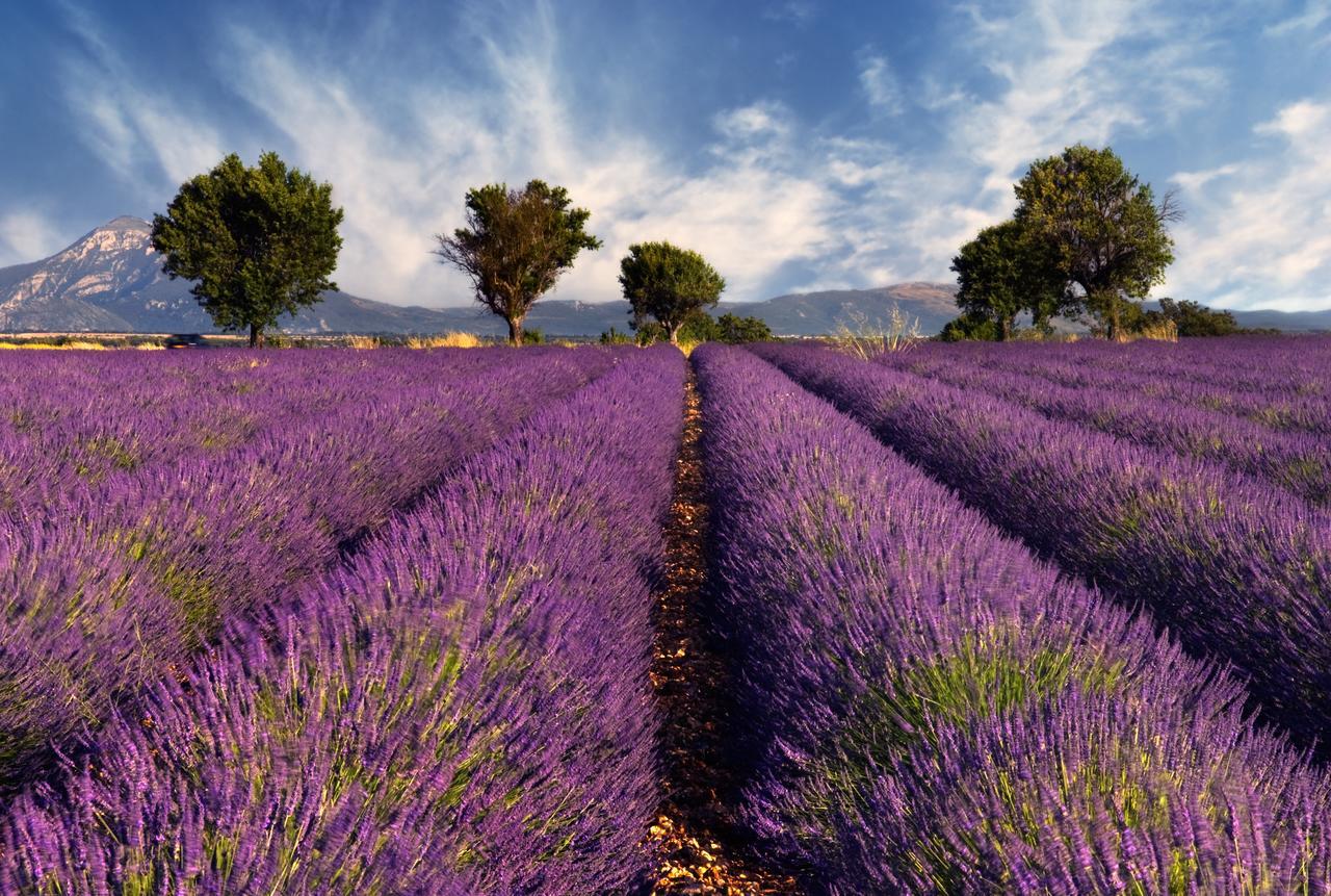 Portail Du Ventoux Central Luxe Jardin Linge Fourni Malaucène Esterno foto